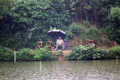 夏季雨后清晨如何钓鱼，夏末雨后钓鱼！